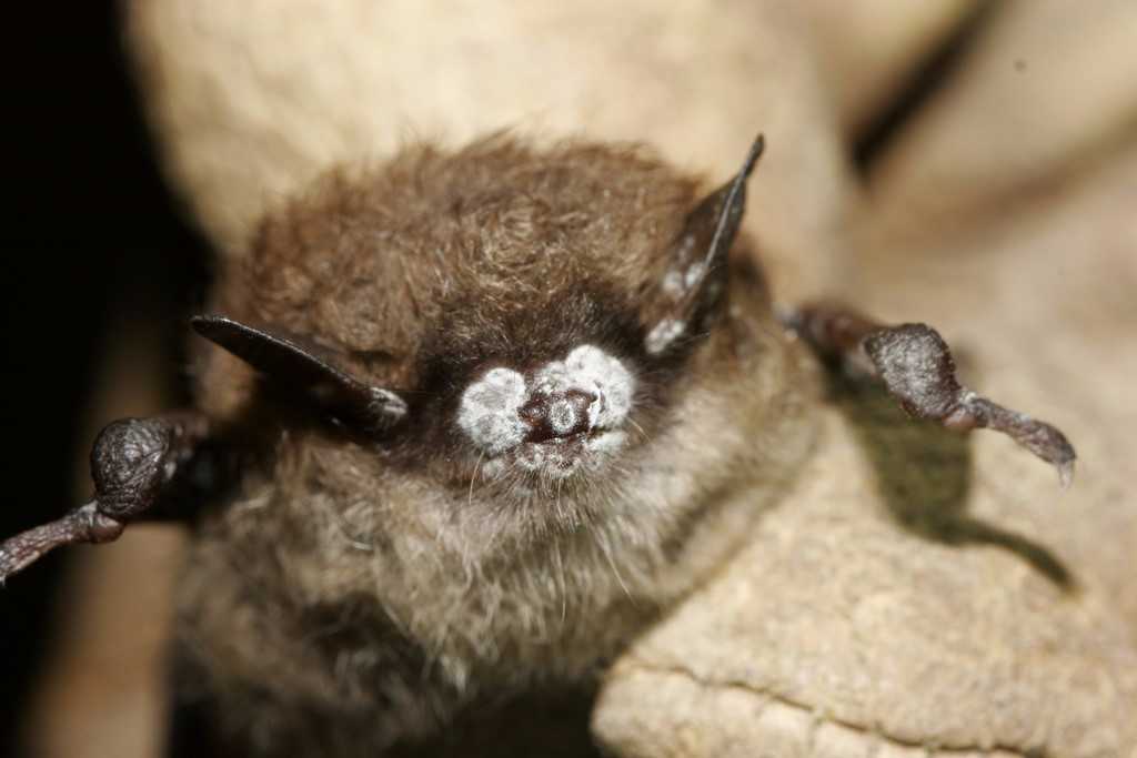 Photo of a bat with a white nose, caused by a dangerous fungus.  Credit: Ryan von Linden/New York Department of Environmental Conservation.  Credit: Ryan von Linden/New York Department of Environmental Conservation.