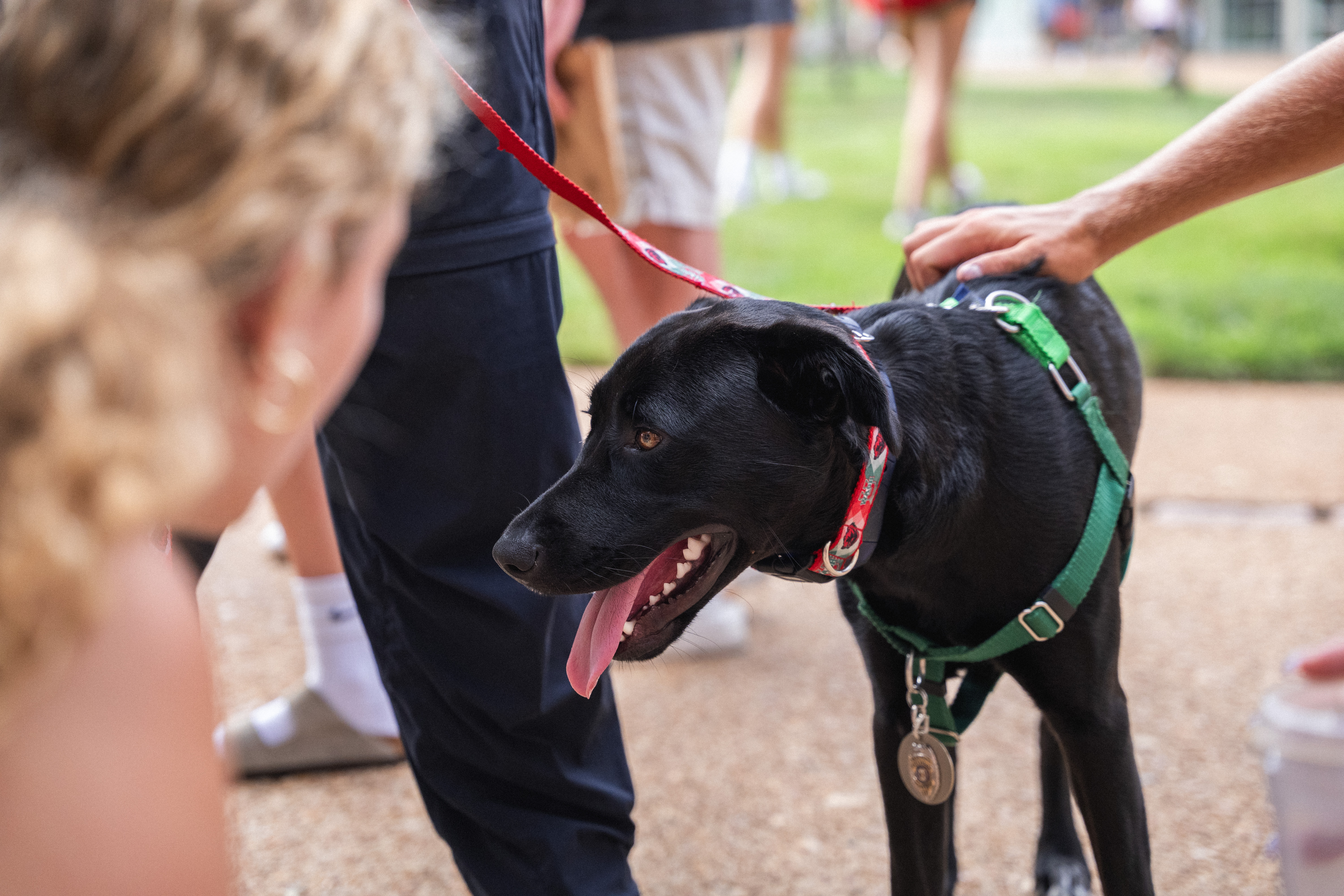 Black dog in a red and green harness 