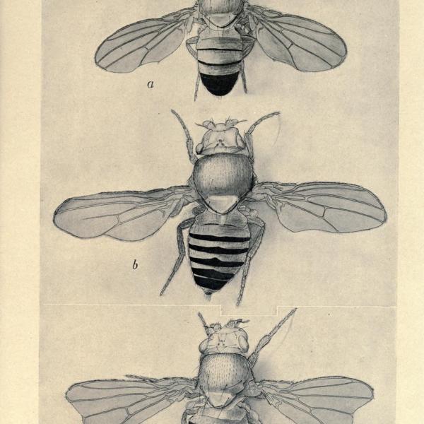 Franken-flies: How undergraduate Foltz explores a unique DNA pattern in fruit flies