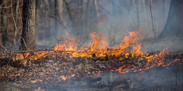Hot topic: Fire and biodiversity in the Missouri Ozarks