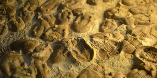 Fossils from the Ordovician Period 